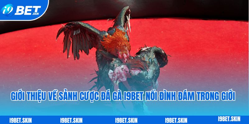 Gioi thieu ve sanh cuoc da ga i9bet noi dinh dam