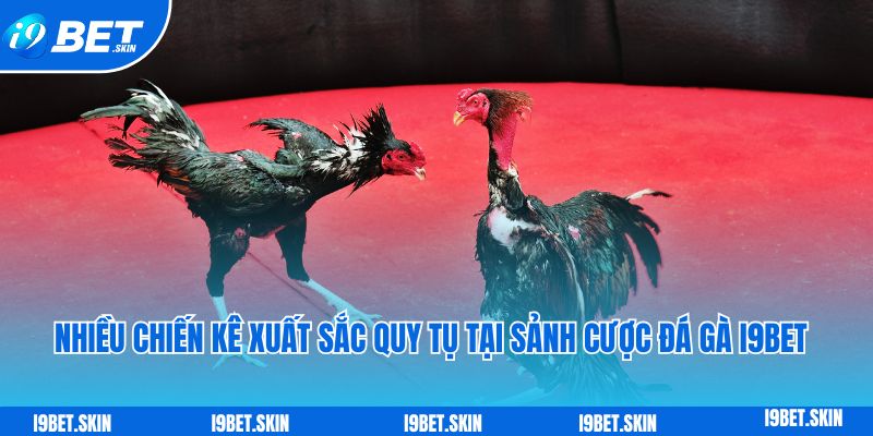 Nhieu chien ke xuat sac quy tu tai sanh cuoc da ga i9bet